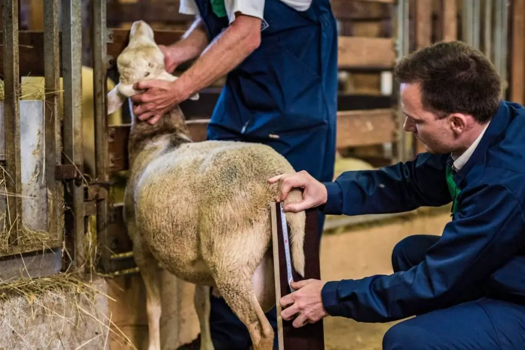 Two farmers preparing to dock the tail of a sheep with a long tail