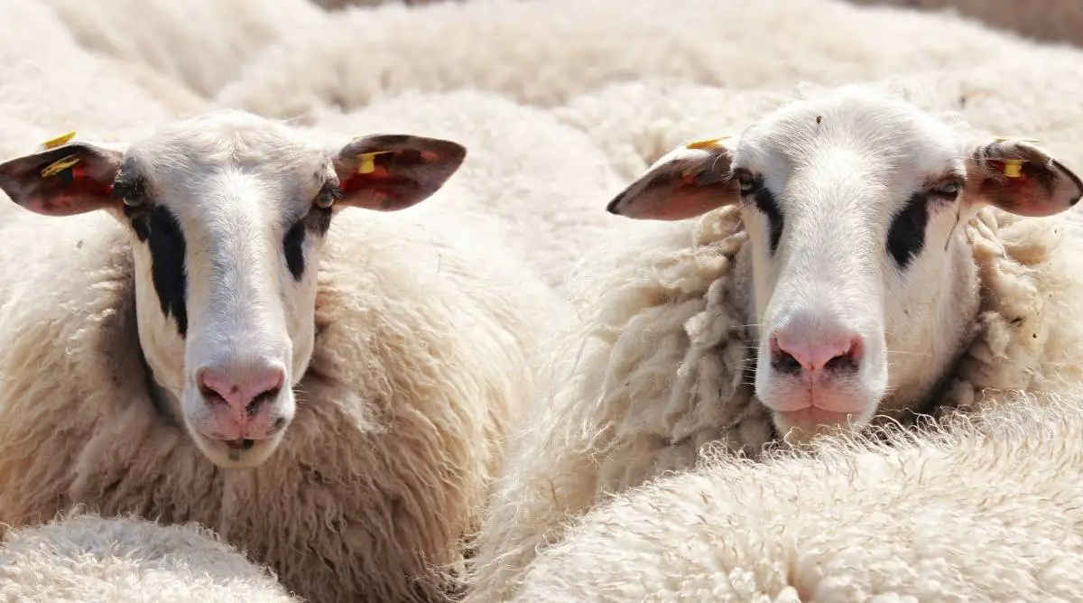 Two white sheep with brown markings on their eyes