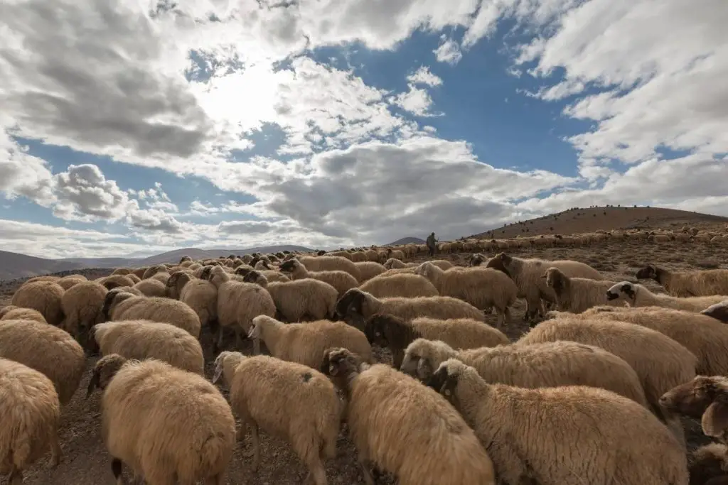 A flock of sheep gathering under a cloudy sky