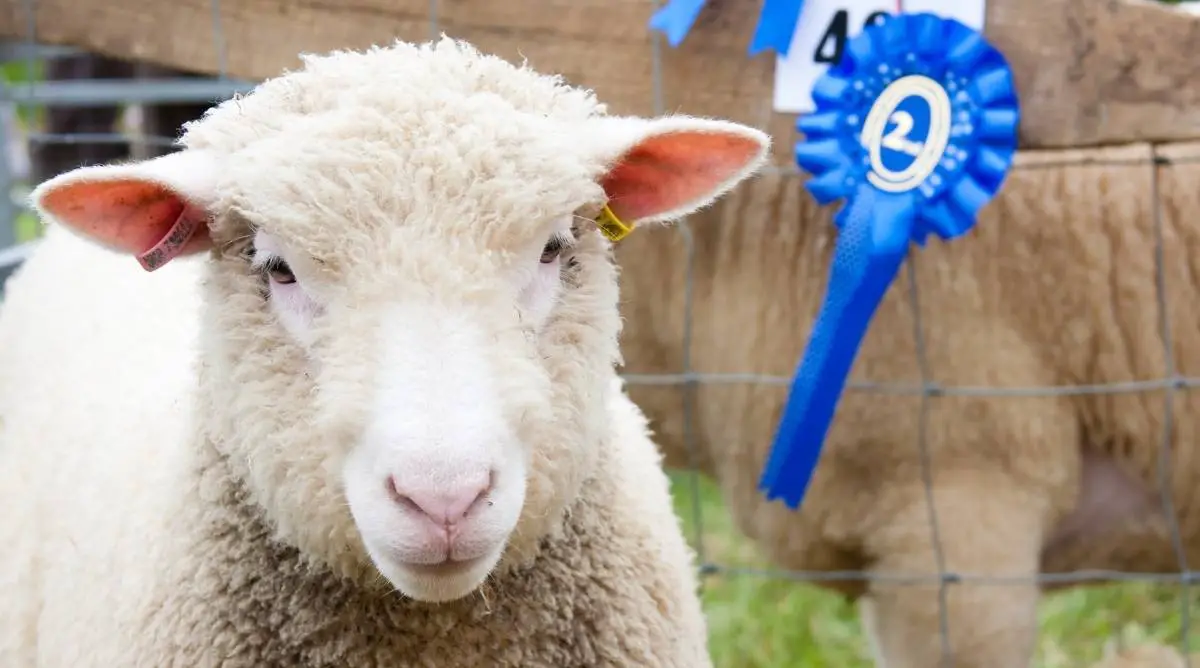 A sheep at a sheep and wool festival with a second place ribbon