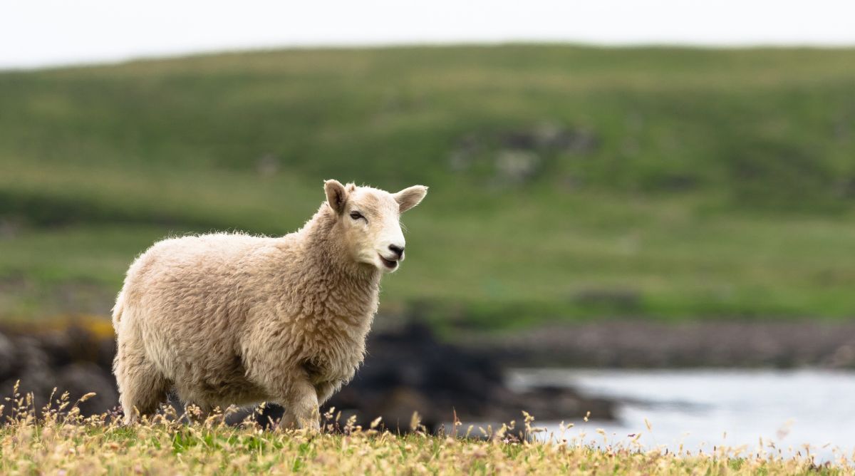 Shetland sheep grazing in the Shetland Islands of Scotland