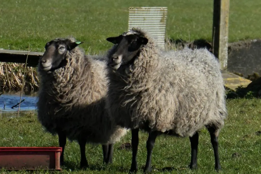 Two Shetland sheep with black faces and grey wool