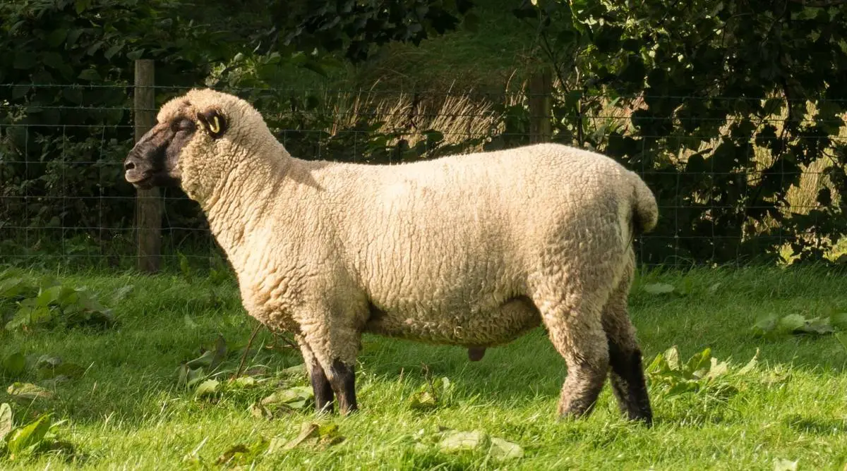 Shropshire sheep standing in a green pasture