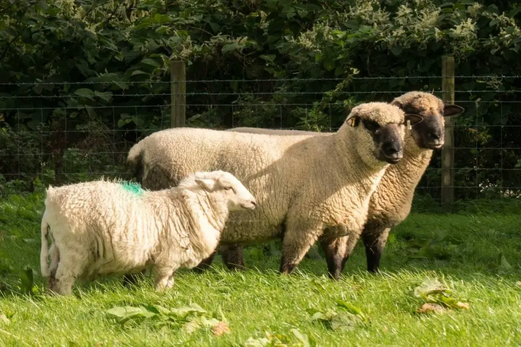 Shropshire sheep ewes standing in a green pasture with a lamb