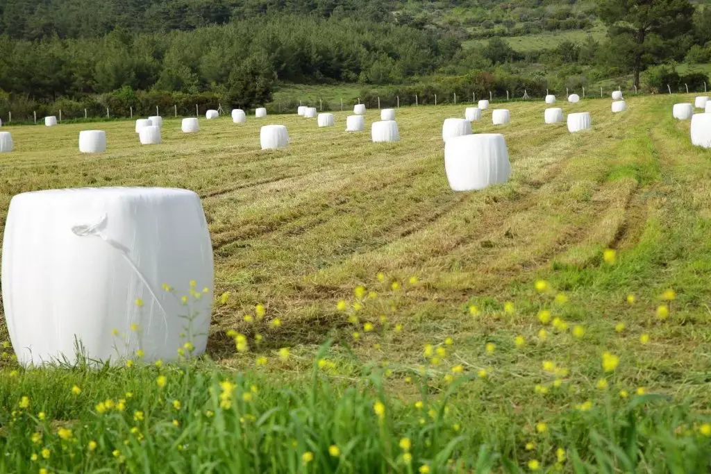 Silage rolled up and wrapped in fields