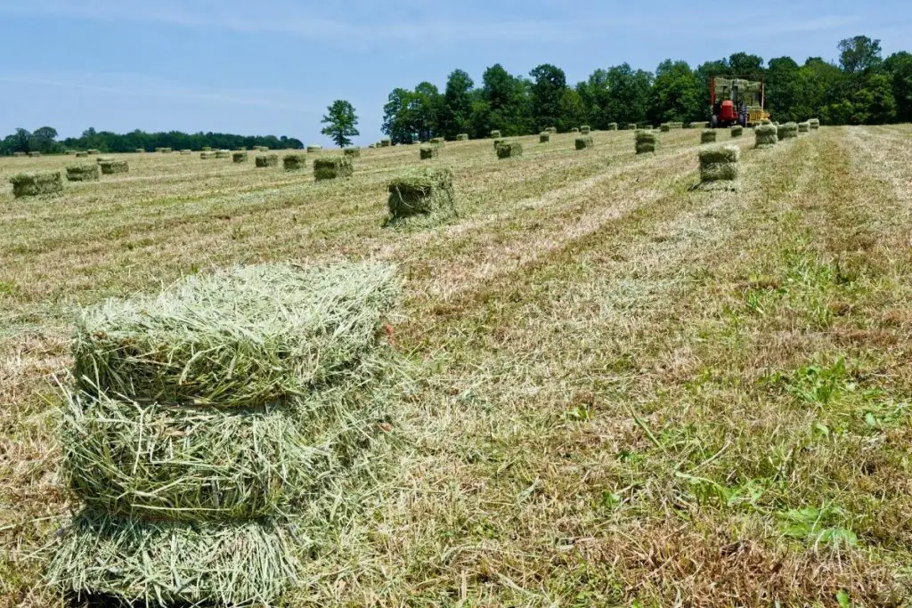 Greenish-yellow hay baled in a field