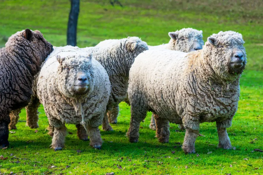 herd of southdown sheep
