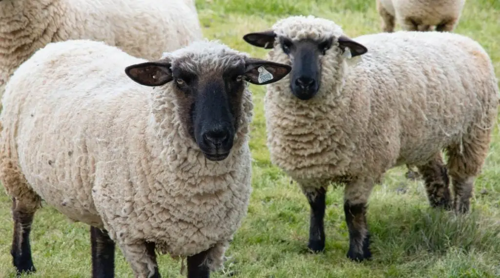 Two Suffolk sheep with black faces standing in short grass