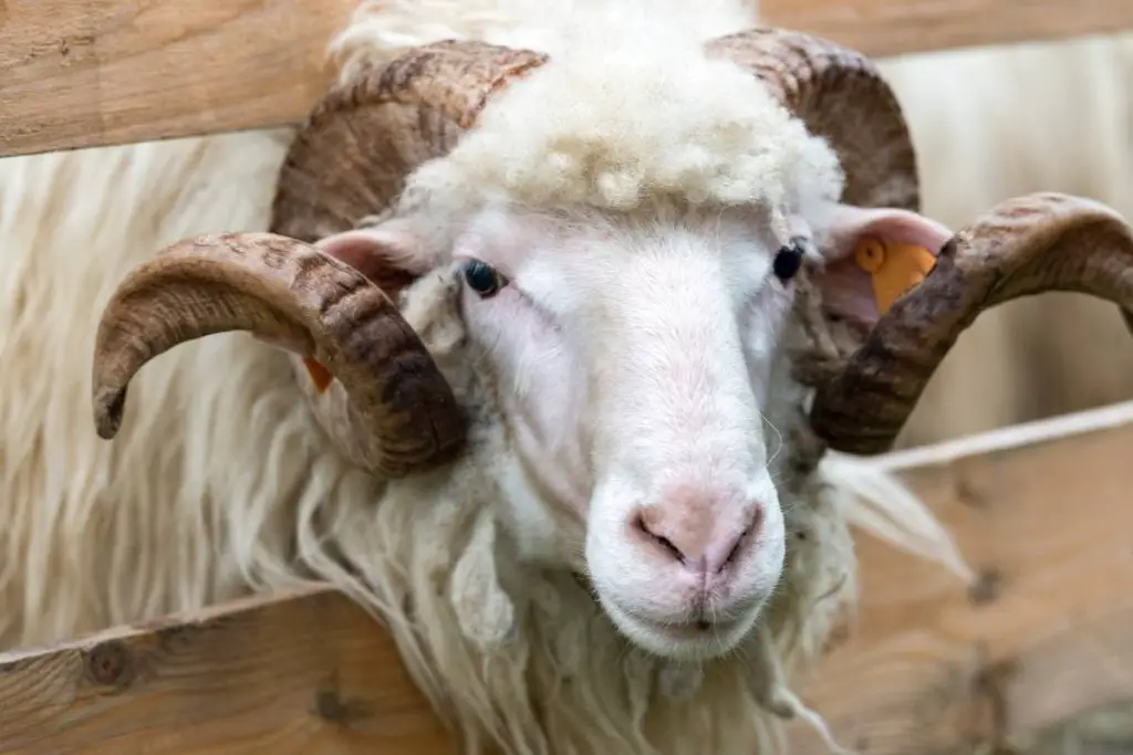 Wether sheep looking out of a wooden pen