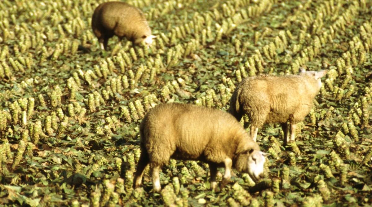 Three sheep foraging in a field