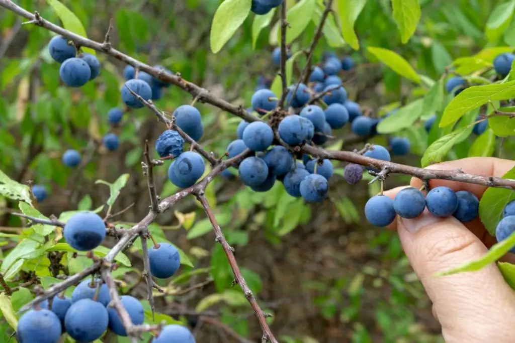 Wild blueberries