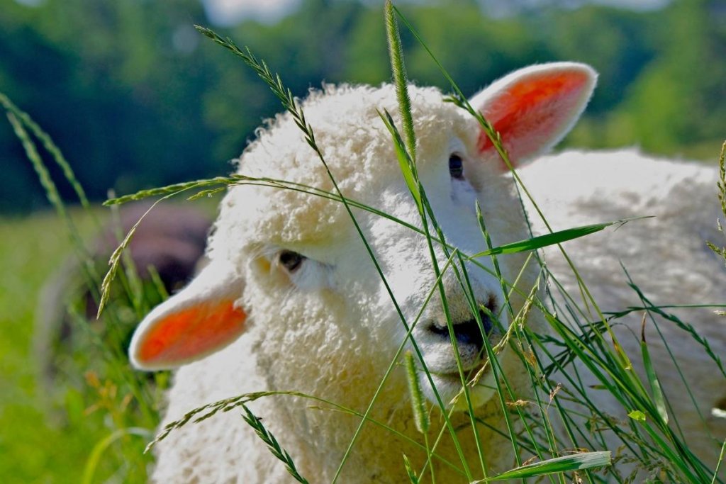 A sheep grazing on wild grasses