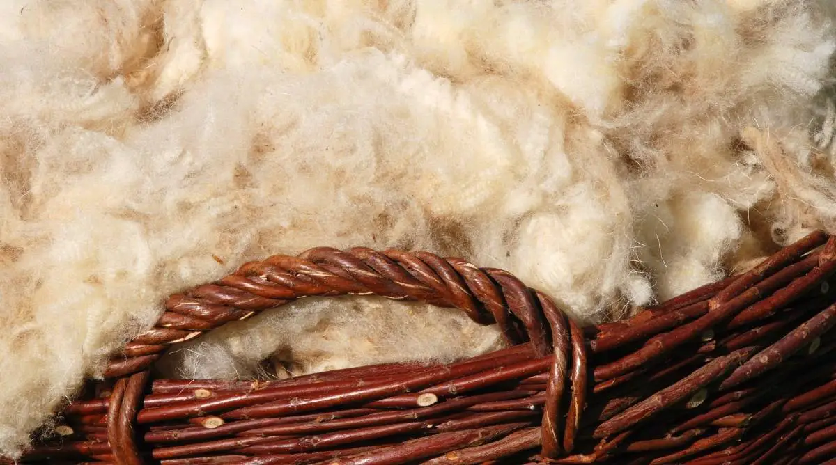 A basket of sheep wool