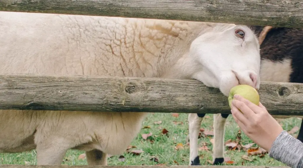 Sheep eating an apple