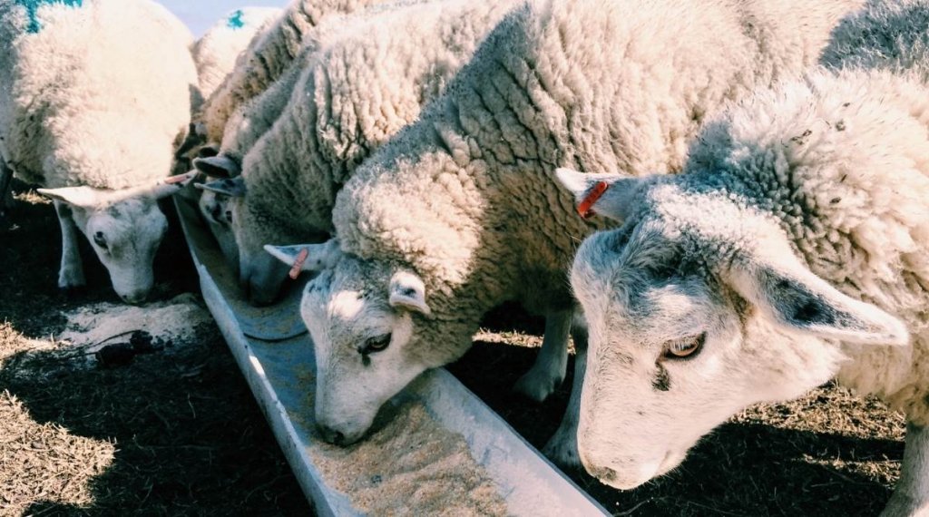 Sheep eating at a feeder