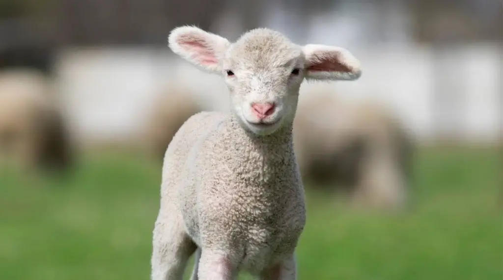 What Is A Baby Sheep Called SheepCaretaker