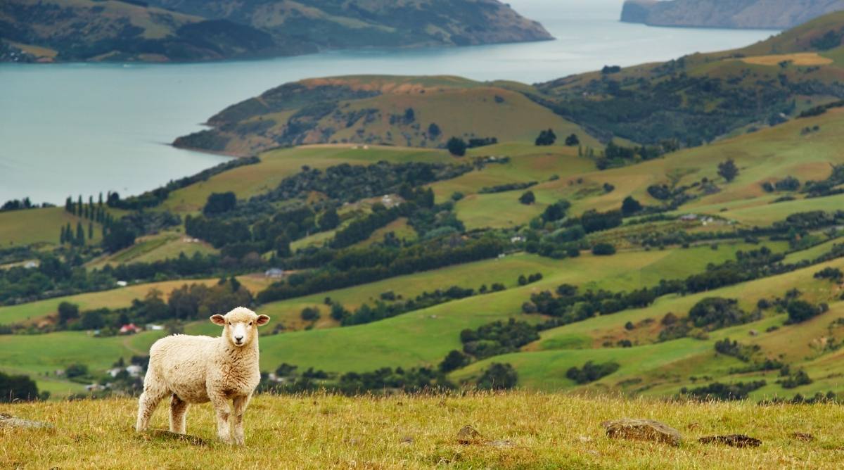 A sheep standing on a hill overlooking the sea in New Zealand