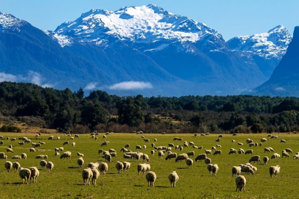 A flock of sheep standing in front of a snow-covered mountain in New Zealand