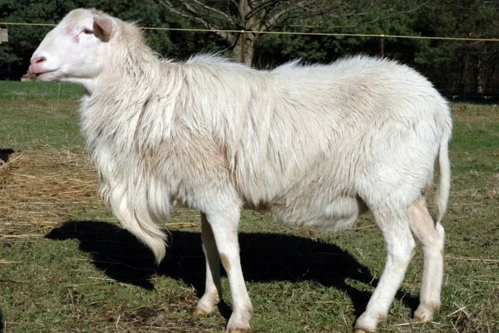 White Sheep Breeds St Croix Image 1