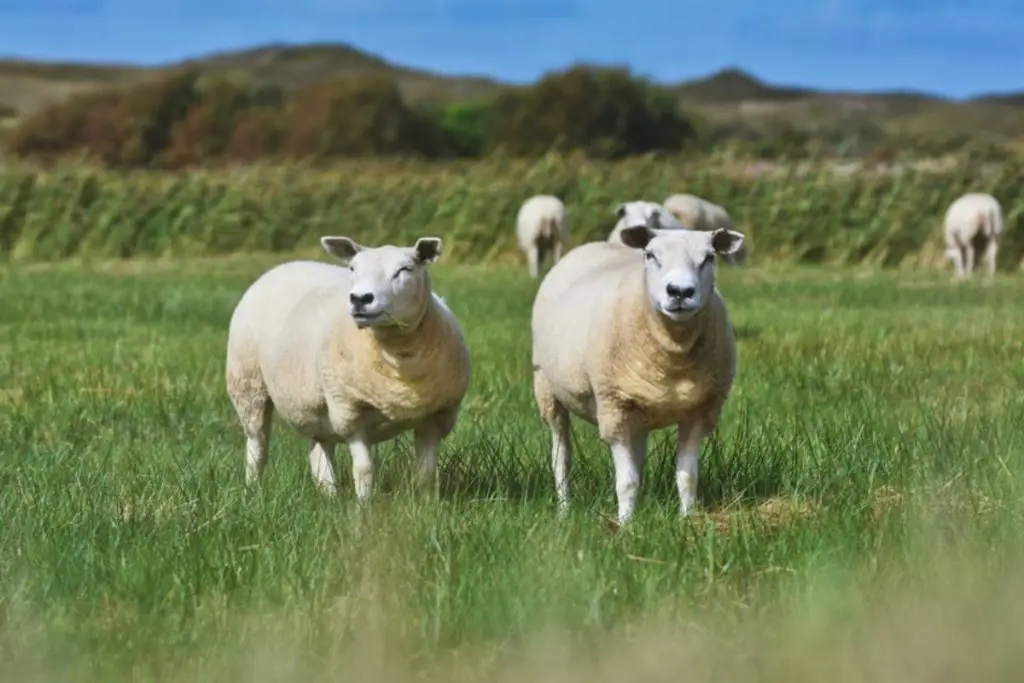 White Sheep Breeds Texel Image 2