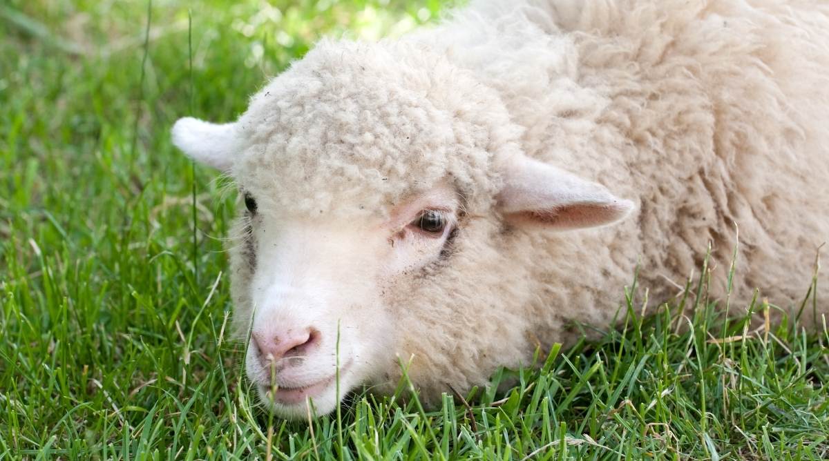A white sheep with its head laying in green grass