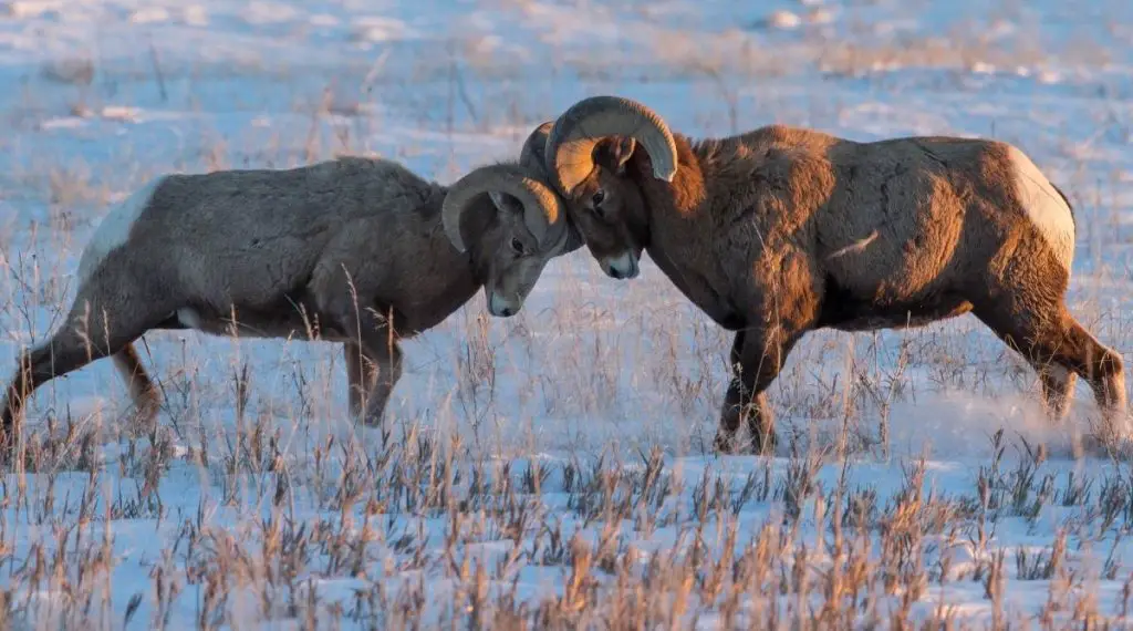 Two brown rams headbutting in the snow