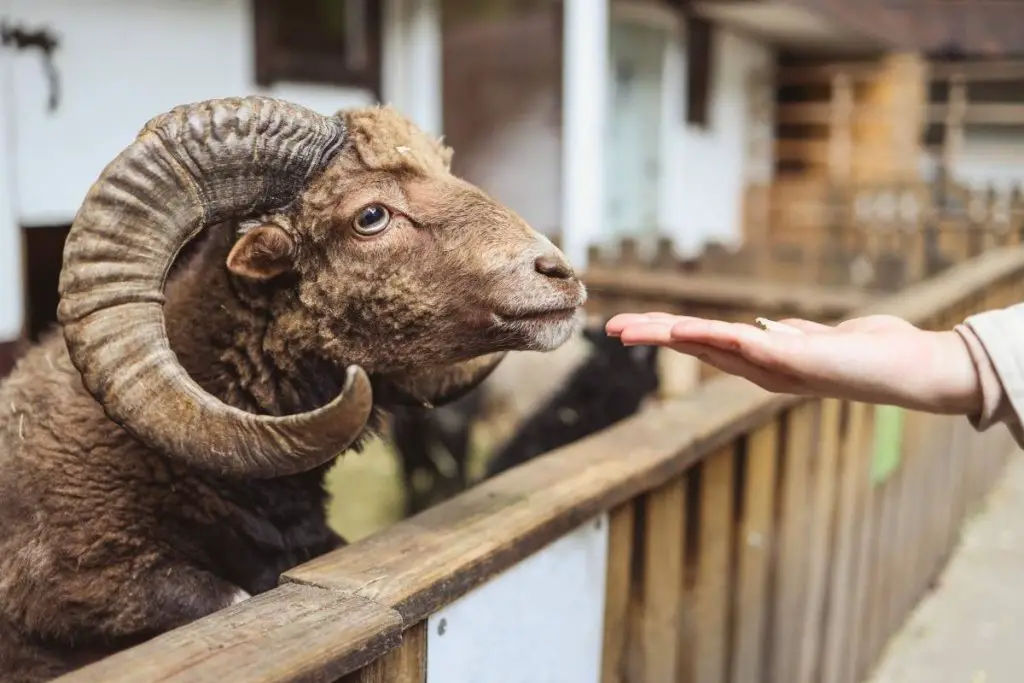 A human feeding a ram