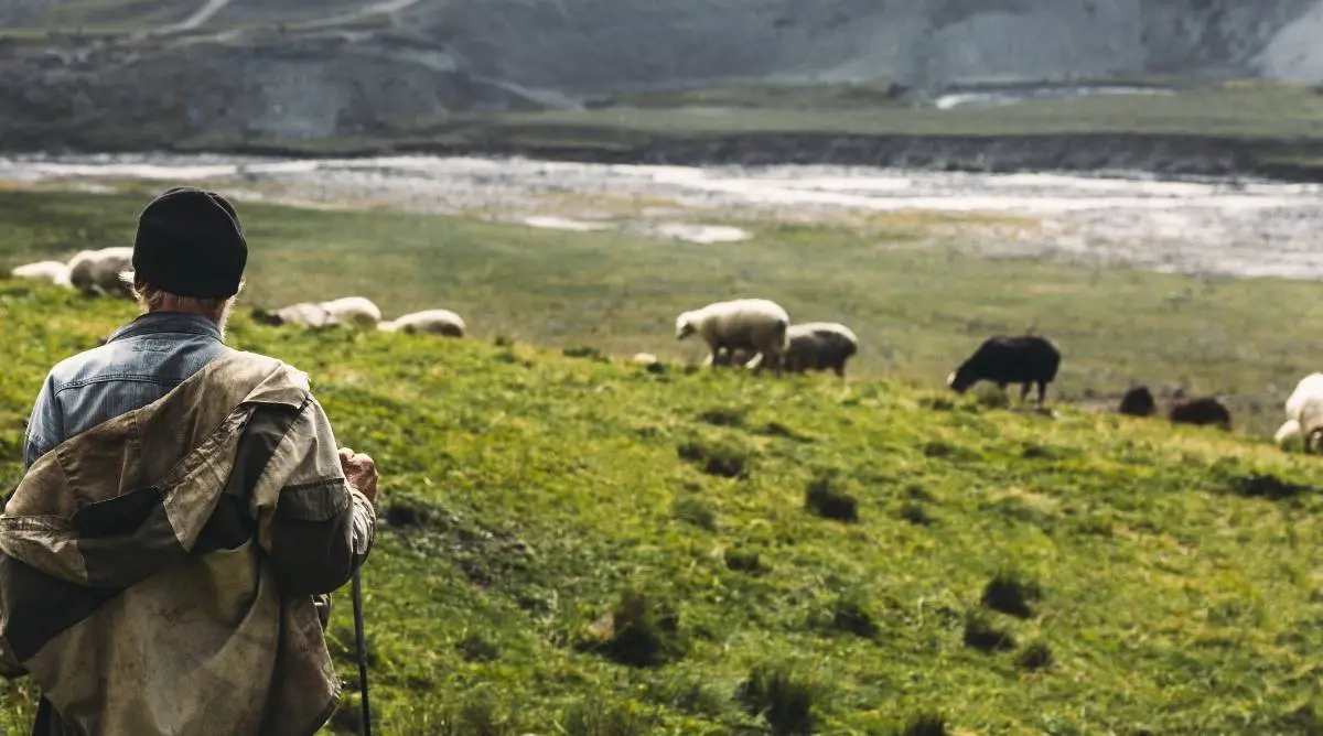 A shepherd keeping a watchful eye over sheep grazing