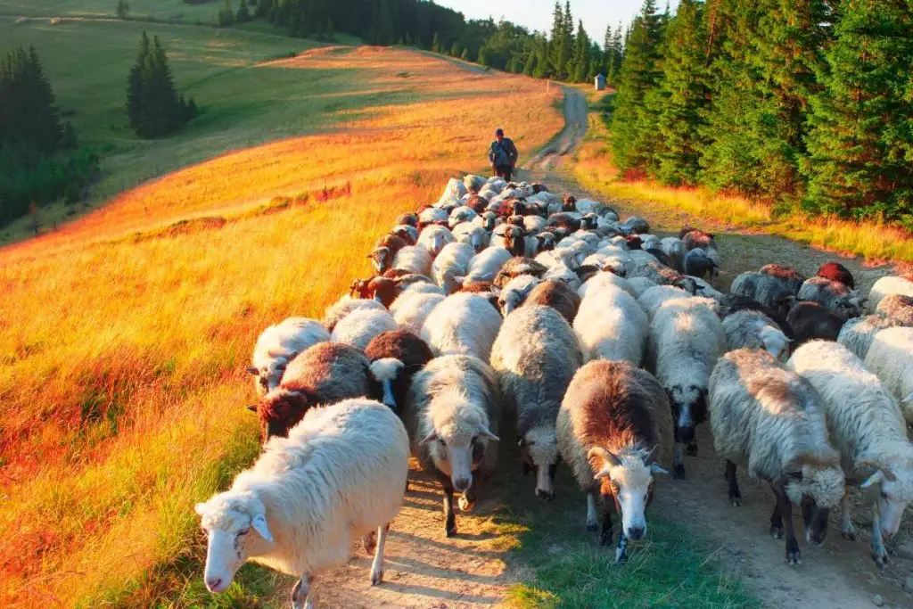 A shepherd moving his flock of sheep along a dirt road at sunset