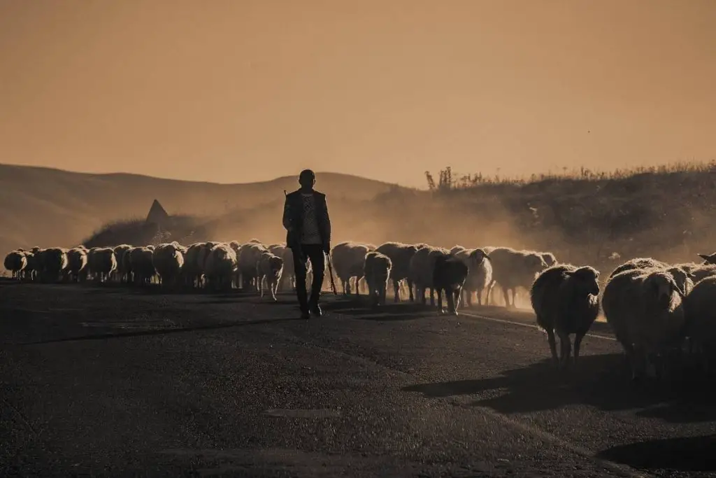 A shepherd guiding sheep along a road