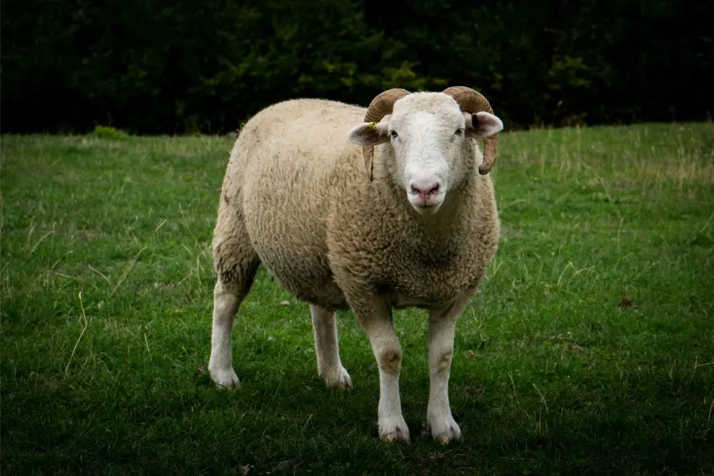 Wiltshire Horn Sheep Image 1