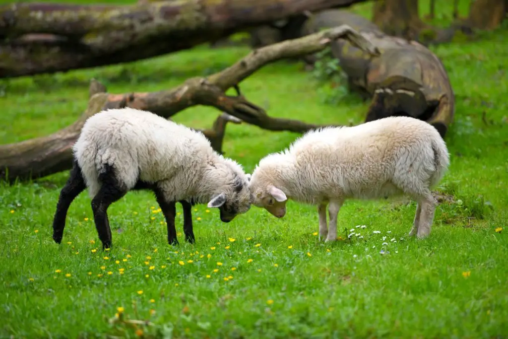 2 sheep playing on grass