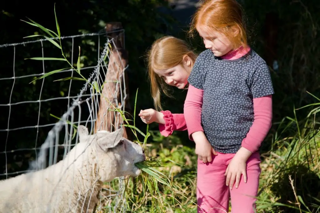 2 girls standing and one sheep eating grass