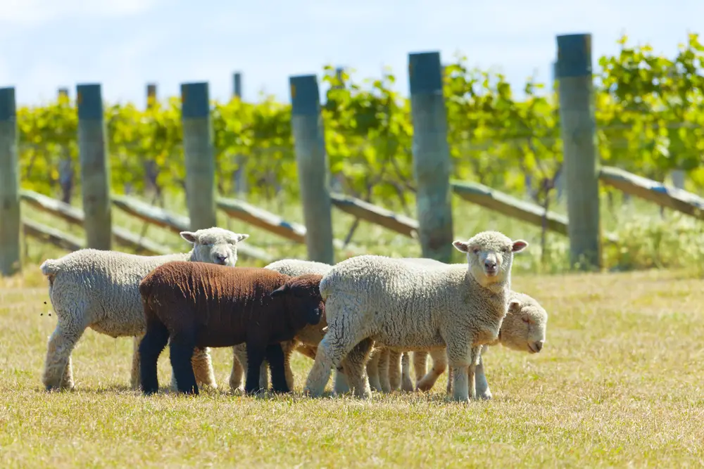 herd of babydoll sheep next to grape vines