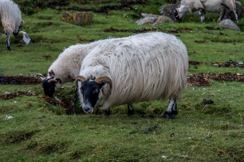 2 scottish blackface sheep eating grass