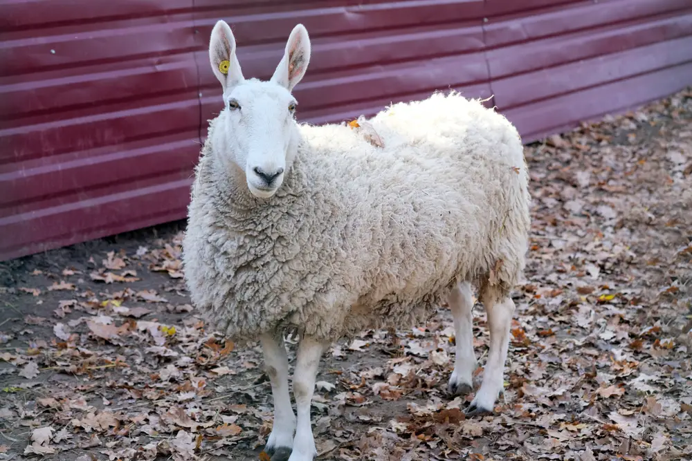 a single Border Leicester ewe