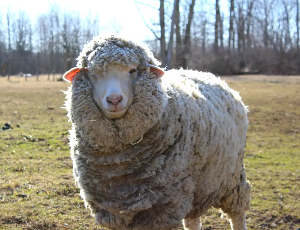 single american corno ewe on field