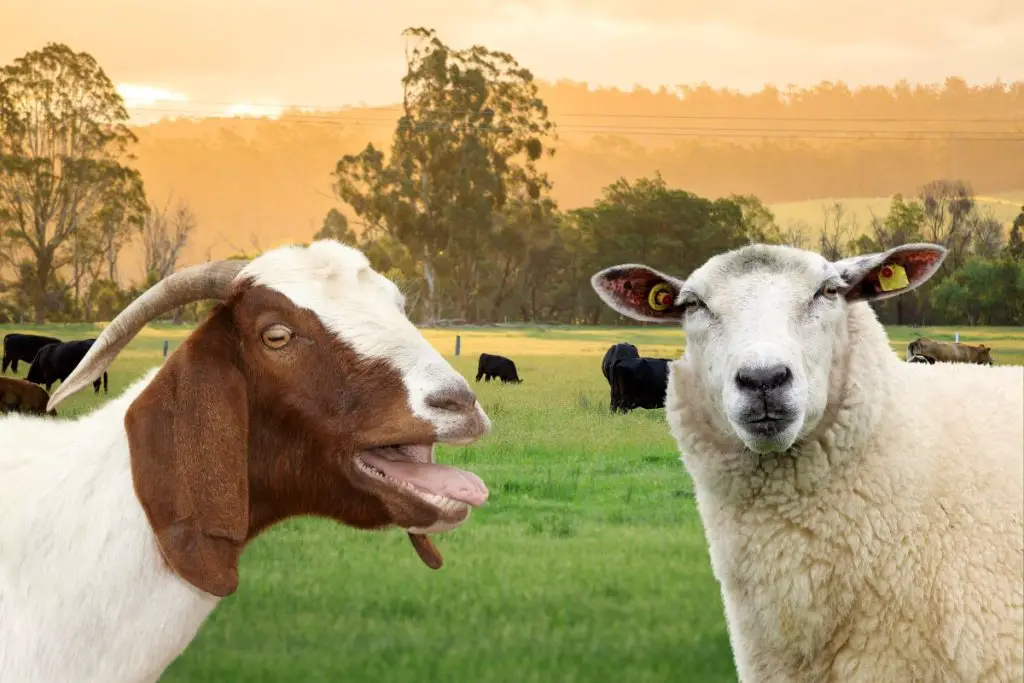 goat and sheep on farm