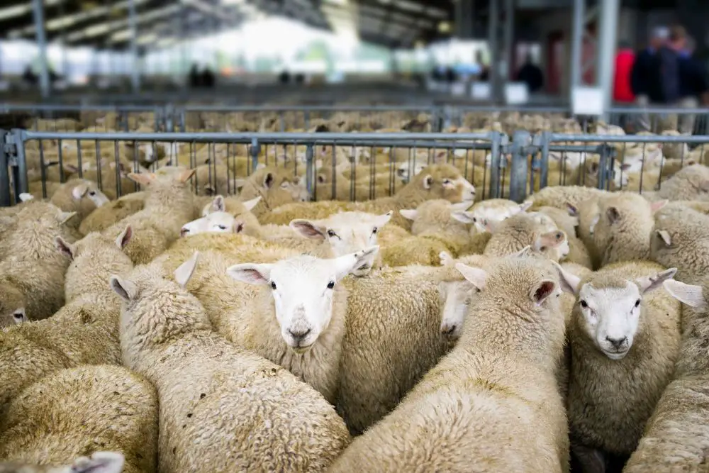 sheep at auction in pen