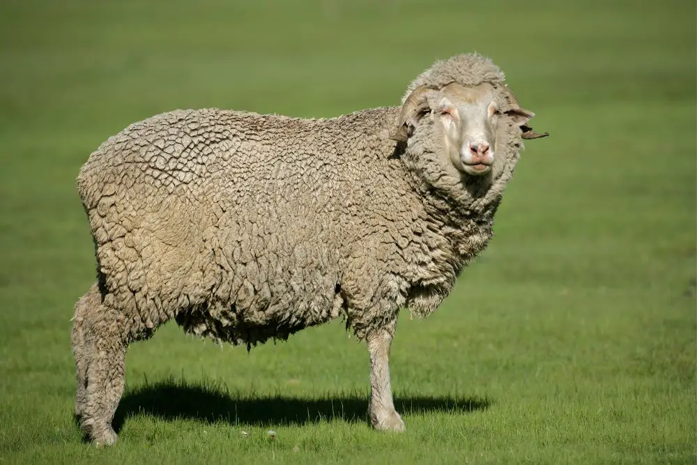 merino sheep standing on grass