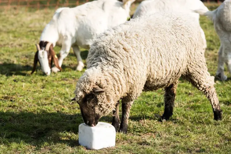 Best Sheep Mineral Blocks, Licks & Supplements SheepCaretaker
