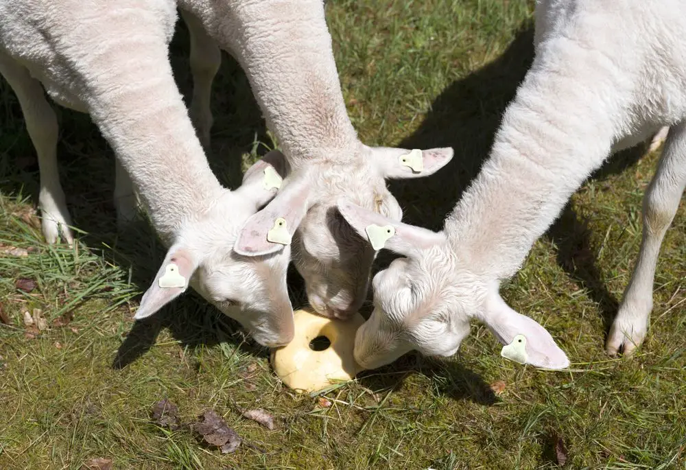 3 sheep licking a mineral block