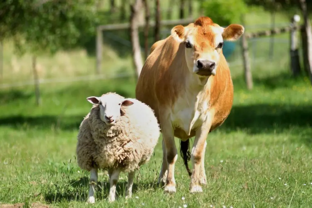 A cow and a sheep standing together