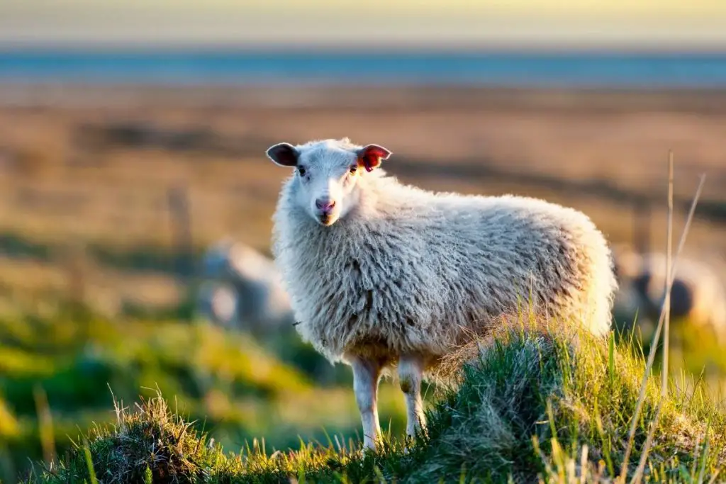 A sheep standing on a rocky hill