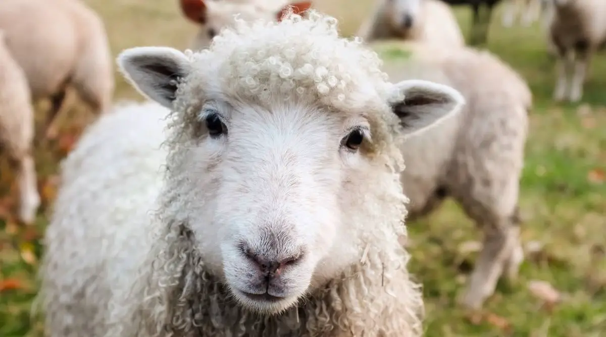 A sheep with a white face and wool