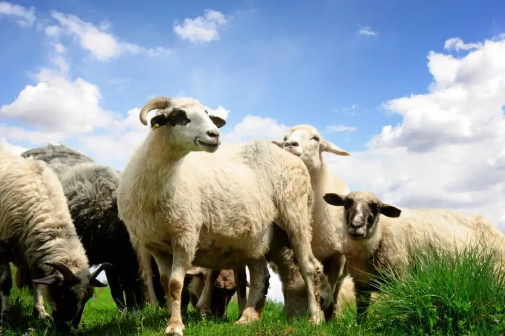 A flock of sheep interacting with one another in a green pasture
