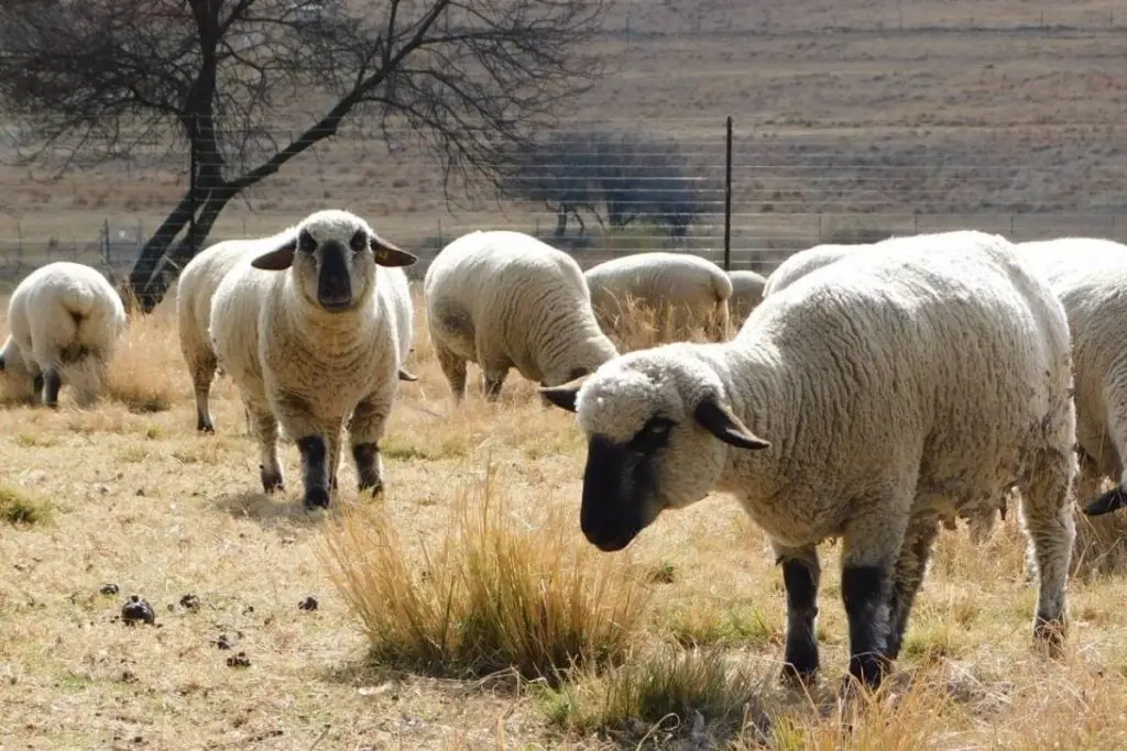 A flock of Hampshire sheep