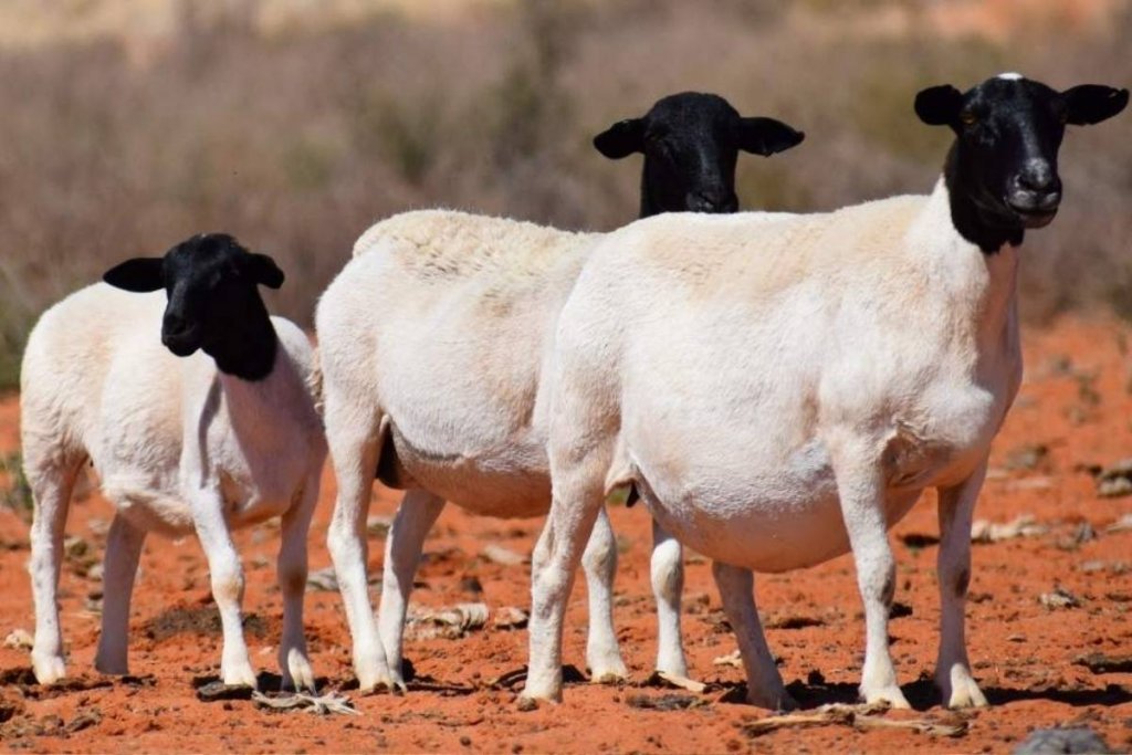 A group of Dorper sheep in South Africa