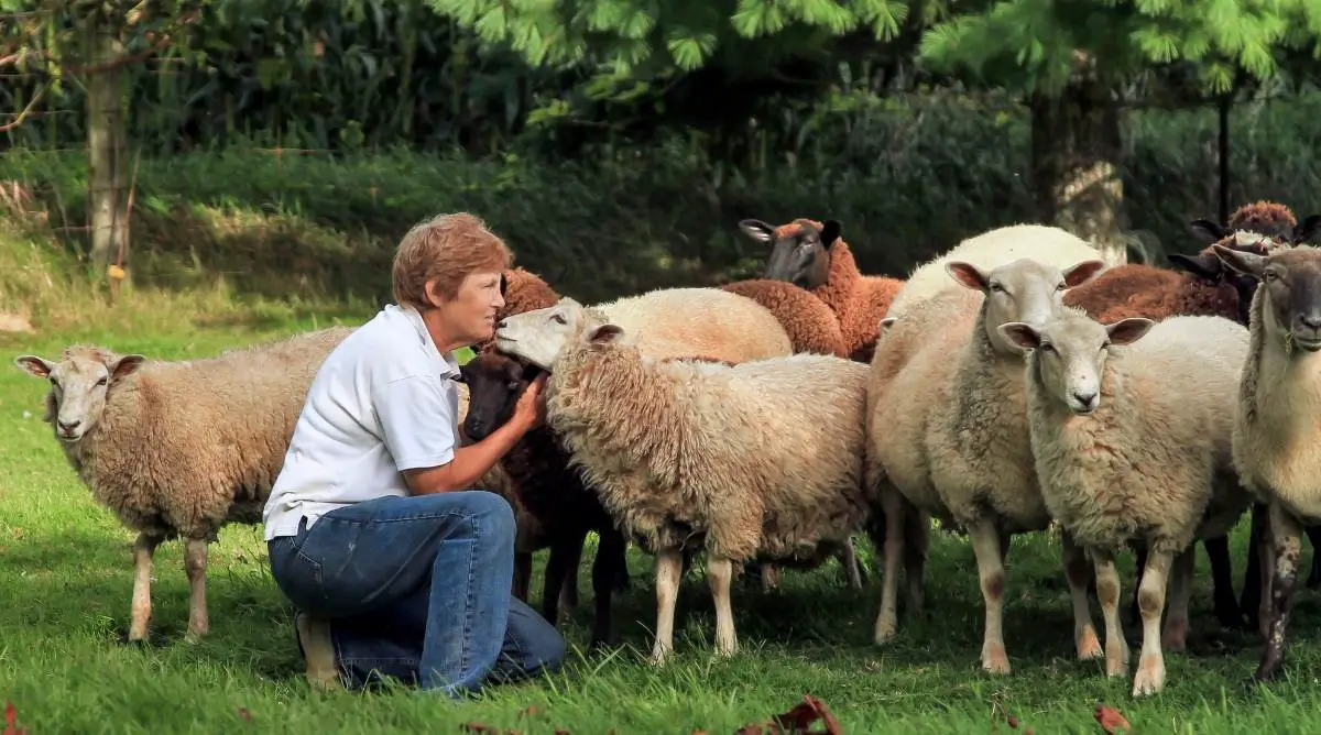 A beginner sheep farmer kneeling down to interact with her flock