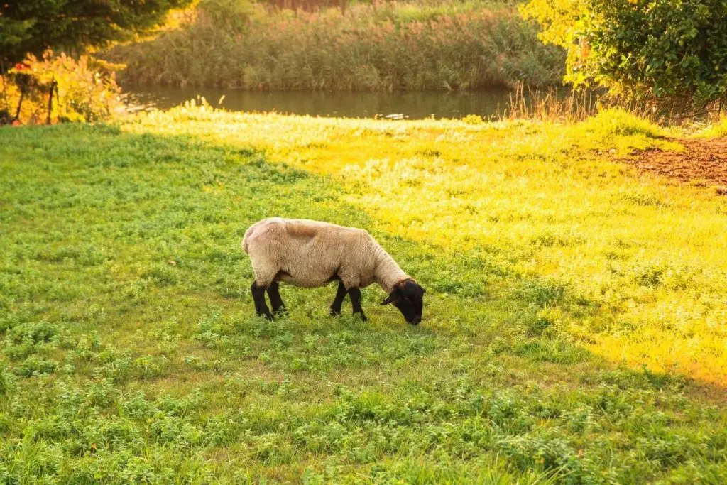 Suffolk sheep grazing in a field